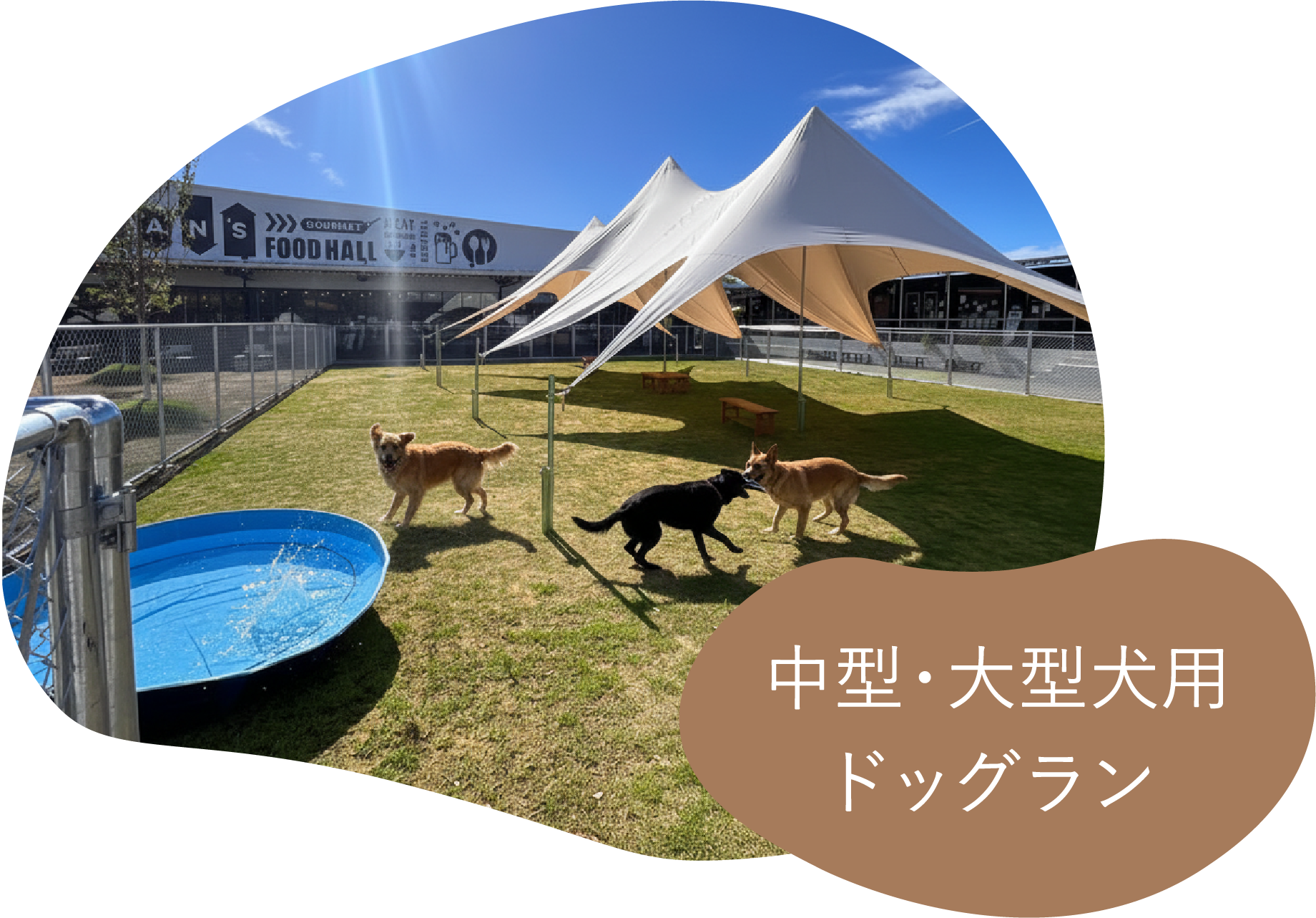 中型・大型ドッグラン