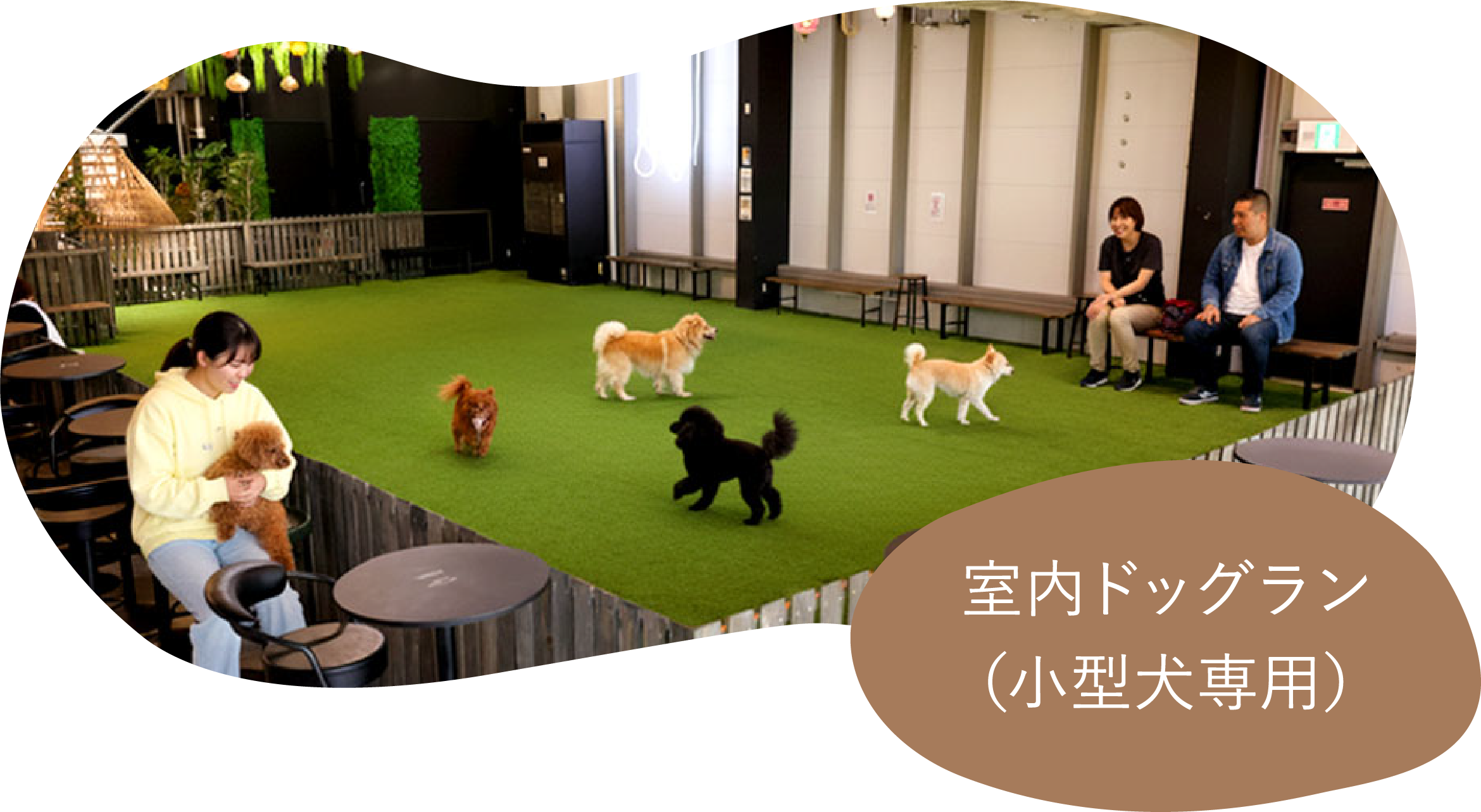 室内ドッグラン（小型犬専用）